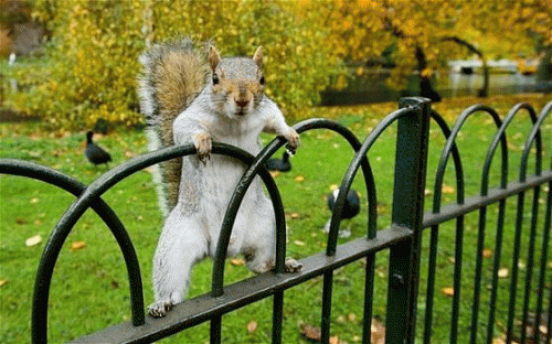 Sloth (USA-2) : Barky